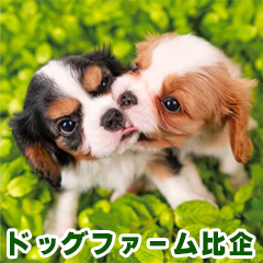 株式会社ドッグファーム比企