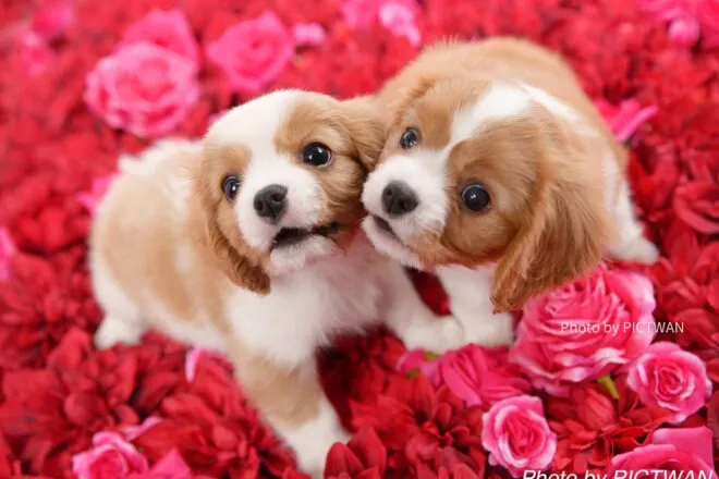 【5月】子犬の販売情報①