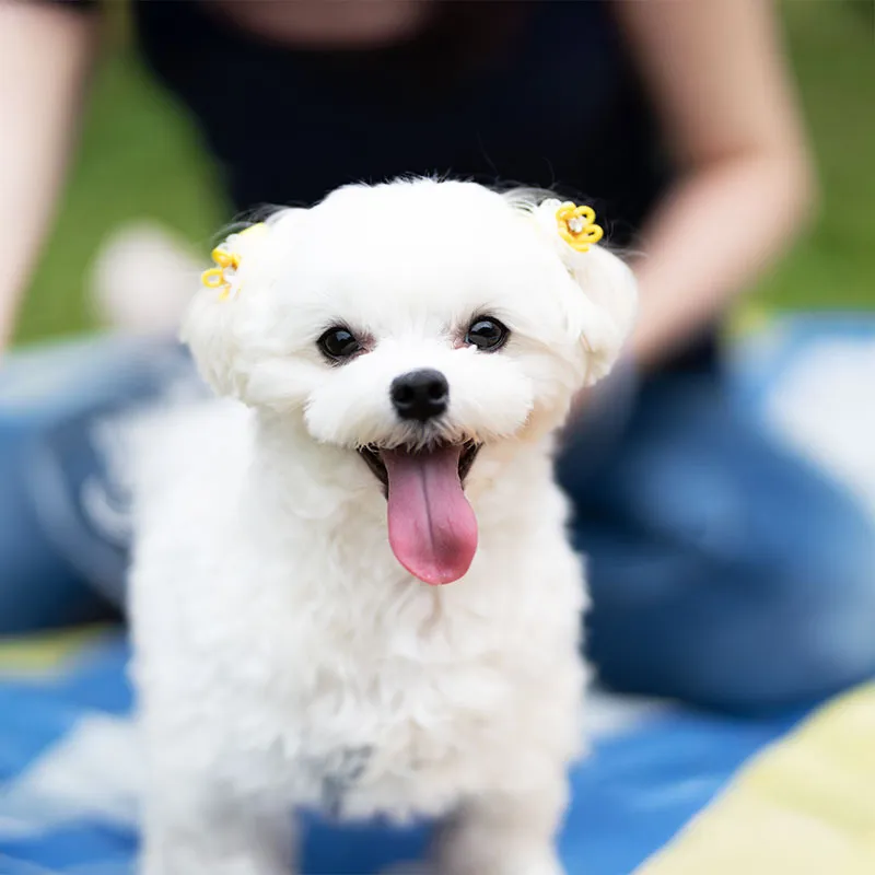 仔犬のお迎えや見学についてのご質問