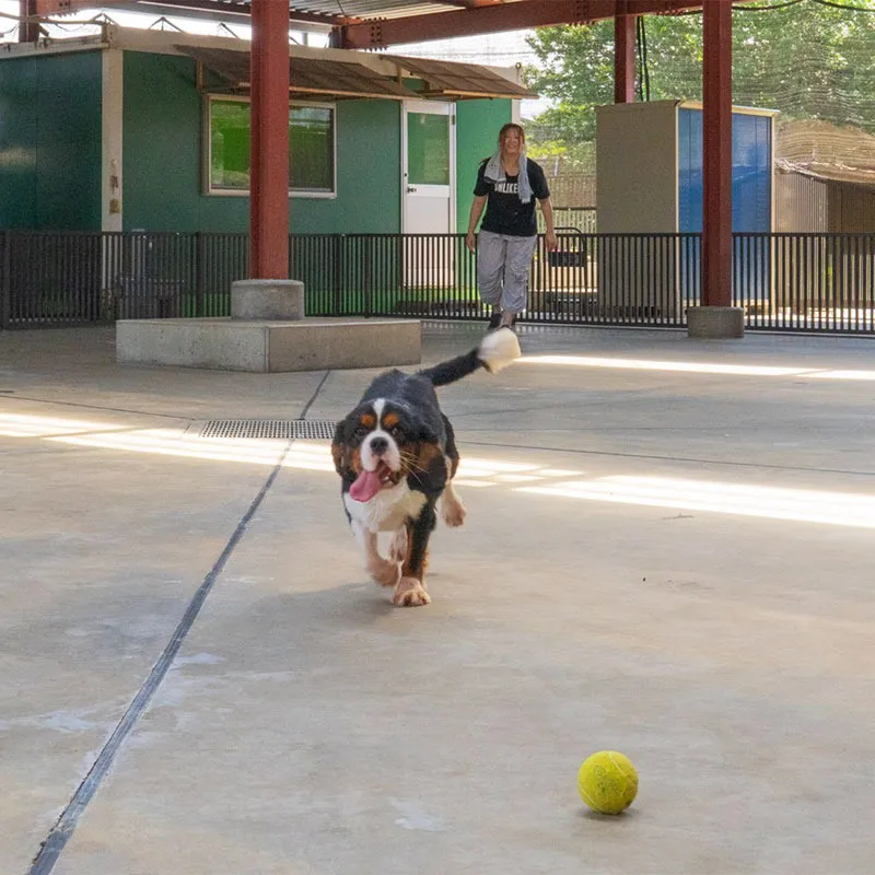 個性豊かな仔犬たちを写真でご紹介