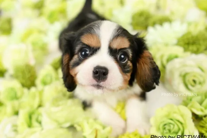 【5月】子犬の販売情報④