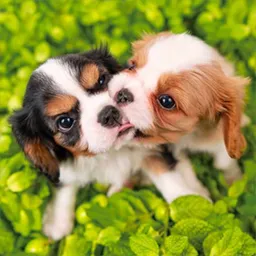埼玉で小型犬との出会いをお探しなら、ブリーダー「ドッグファーム比企」へ