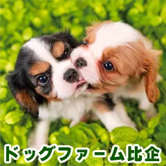 ブリーダーとシェルター活用で埼玉県さいたま市中央区から安心の引き取り先を見つける方法
