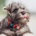 ミニチュアシュナウザー
