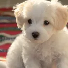 マルチーズ